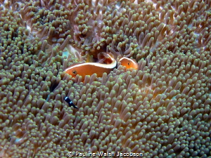 Orange Skunk Anemonefish, Amphiprion sandaracinos, Bangka... by Pauline Walsh Jacobson 